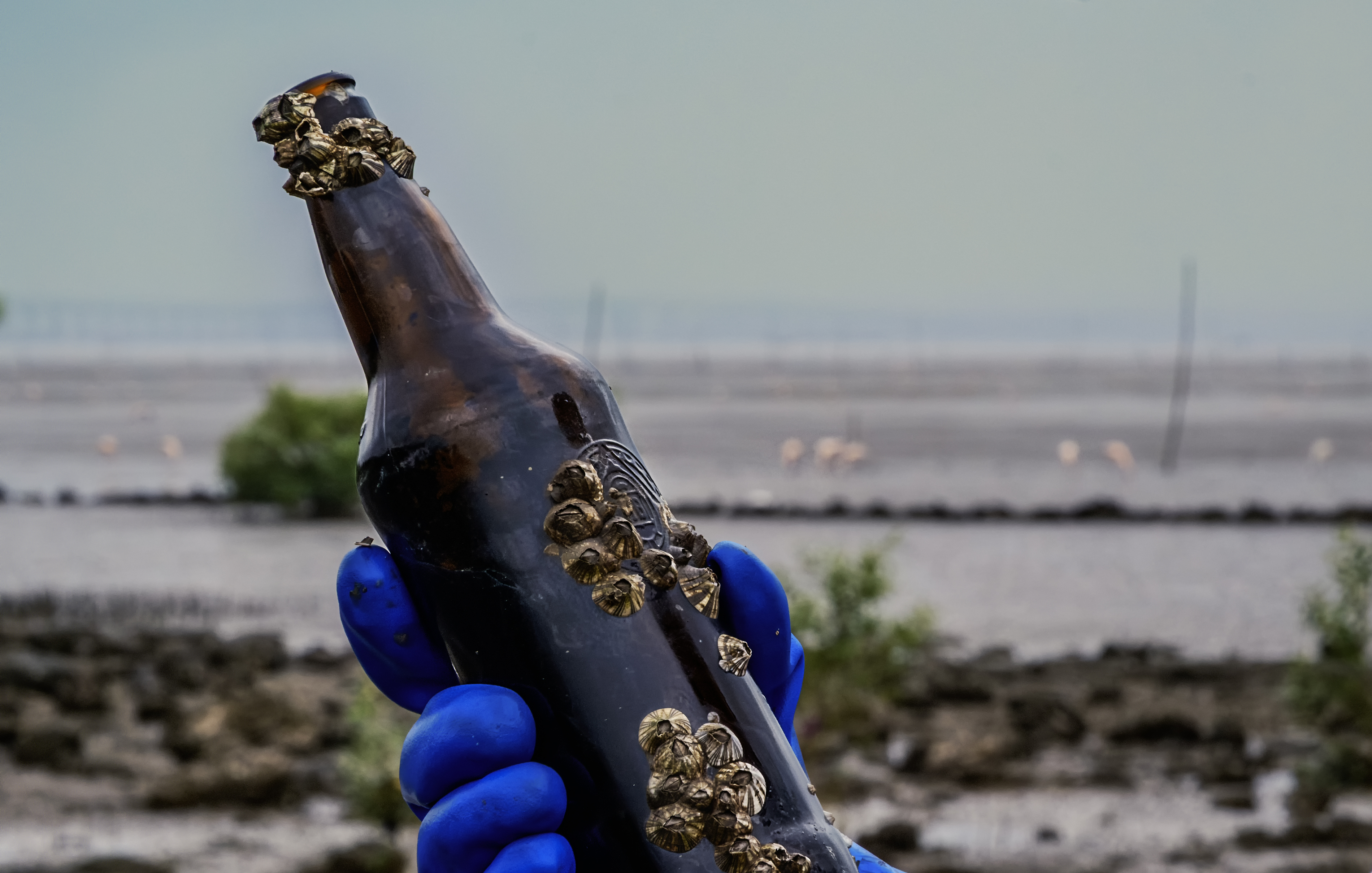 Treasures of the mangroves
