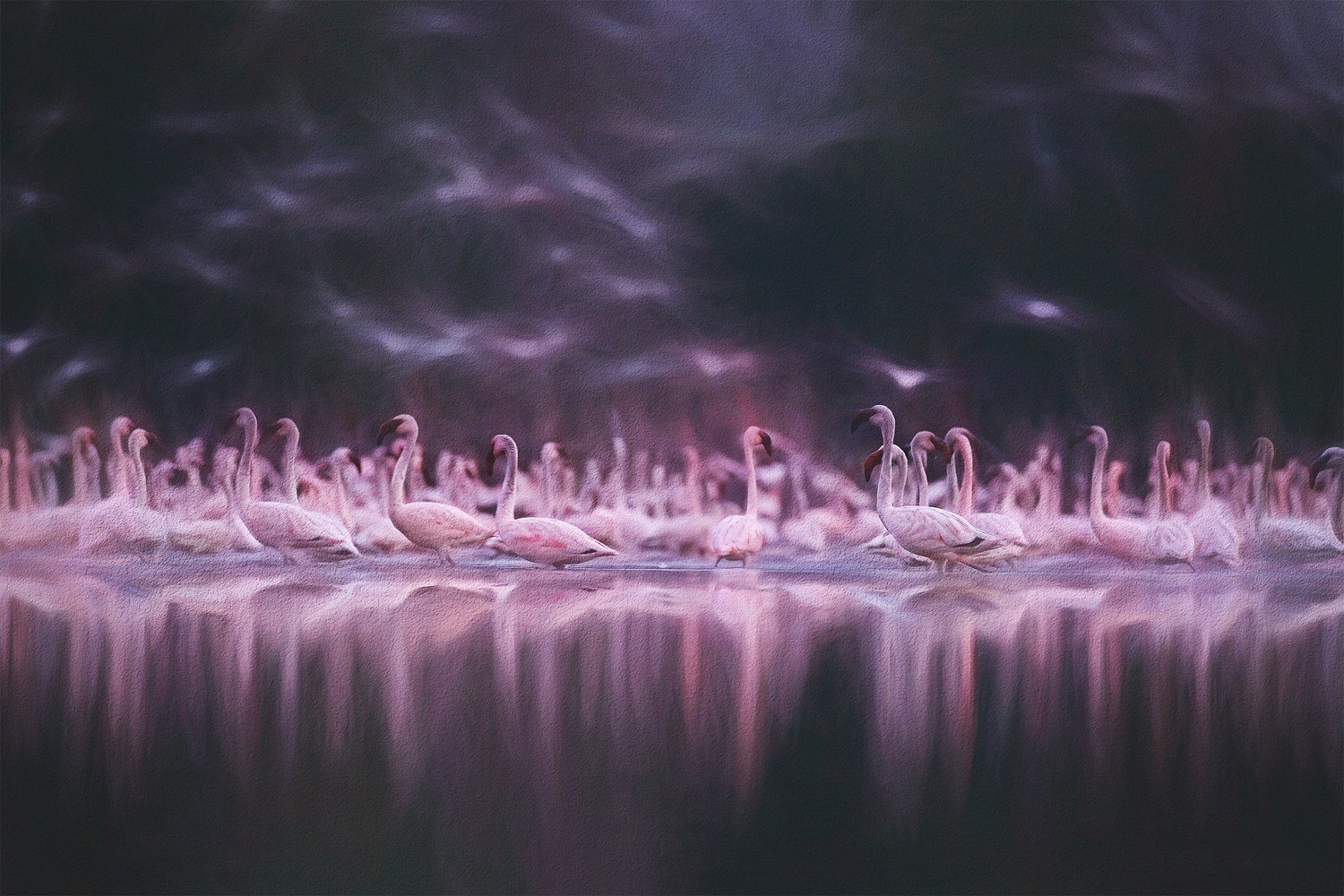 Pink flamingos resting in still water at twilight, their reflections below