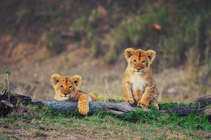 Lion cubs on a log