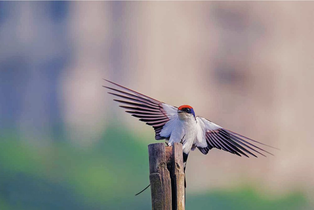 Bird in flight, landing on a post