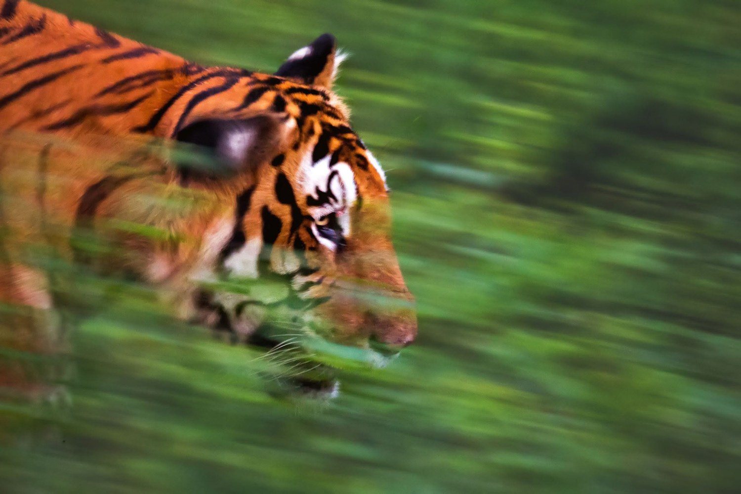A tiger walking through green grass, the background streaked by a slow panning shot